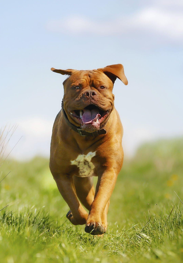 4. Dogue de Bordeaux